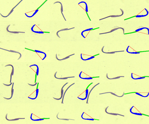 Physical characteristics of rat sperm Korean student anal
