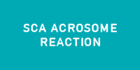 sca_acrosome_reaction