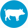 SCA Production pour Cochon