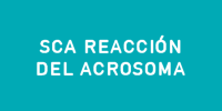 sca_reaccion_acrosoma_productos