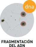 Fragmentación de ADN - Sistema CASA SCA®