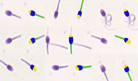 captive_and_wild_lions_in_africa_4 captive_and_wild_lions_in_africa_4