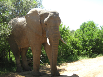 Fig. 1: Duma the African elephant at Addo Elephant Back Safaris (AEBS)