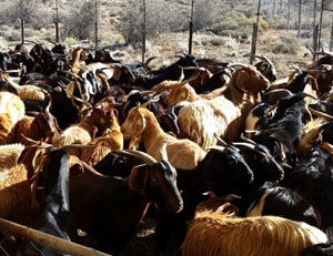 Tankwa goats in Carnarvon, Northern Cape, South Africa.