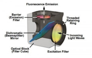 nikon microscope filters