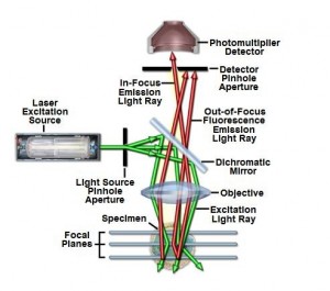 Configuration of Laser confocal microscopy.