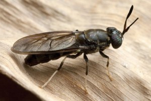 Fig.1: Black Soldier fly