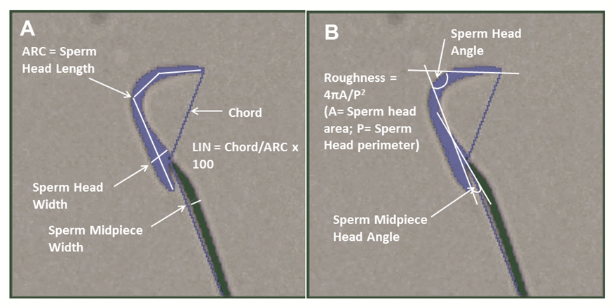 Fig. 1: Accurate thresholding of rat sperm head and midpiece. 