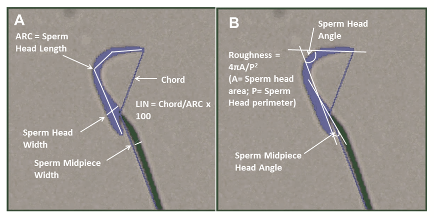Fig. 1: Accurate thresholding of rat sperm head and midpiece.
