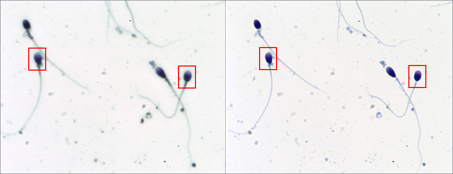 Non-mounted (left) vs Mounted (right) slide at 60x