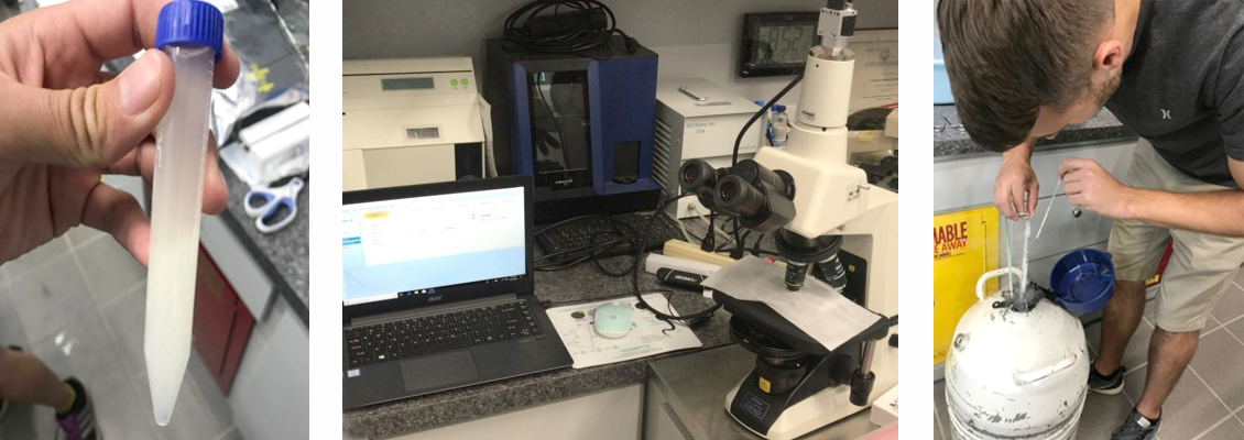 Left: Manatee semen sample; Middle: SCA lab setup; Right: Freezing manatee sperm in liquid nitrogen