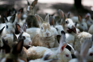 Captive bred rabbits