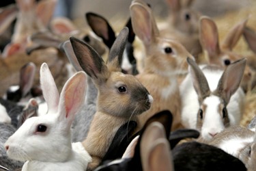 Captive bred rabbits