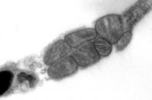 eight mitochondria in bottlenose dolphin