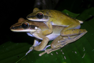 Amazon tree frog during amplexus