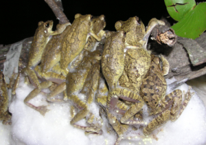 Foam nest frogs having a “sex orgy” in a foam nest created by female