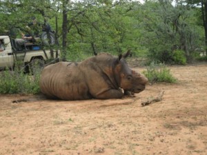 African white rhinoceros shortly after darting