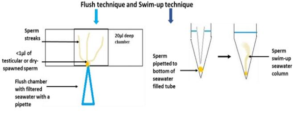 Diagrammatic presentation of the flush and swim-up technique for SCA motility analysis 