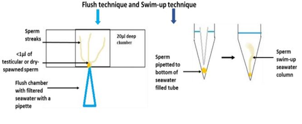 Diagrammatic presentation of the flush and swim-up technique for SCA motility analysis