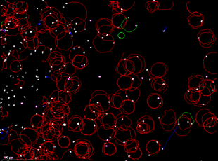 SCA motility analysis