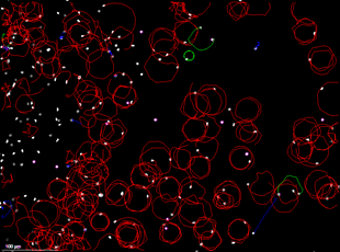 SCA motility analysis 