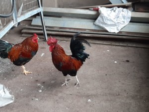 Ovambo chicken (rooster)