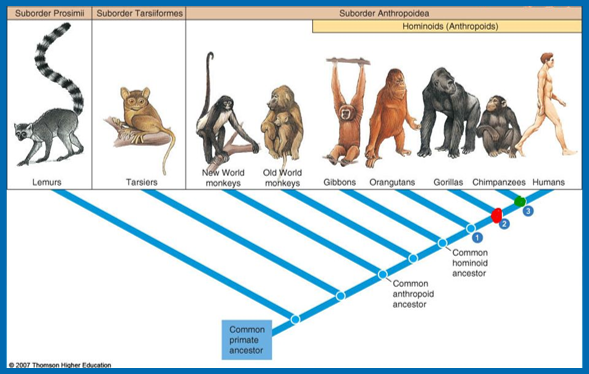 Classification of primates 