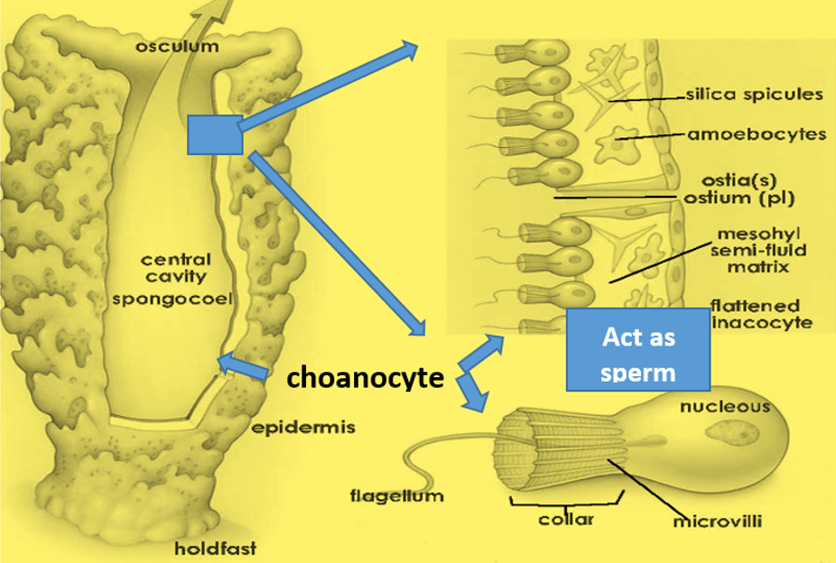 Typical design of a simple coelenterate and showing the structure of the choanocyte containing the basic sperm components.
